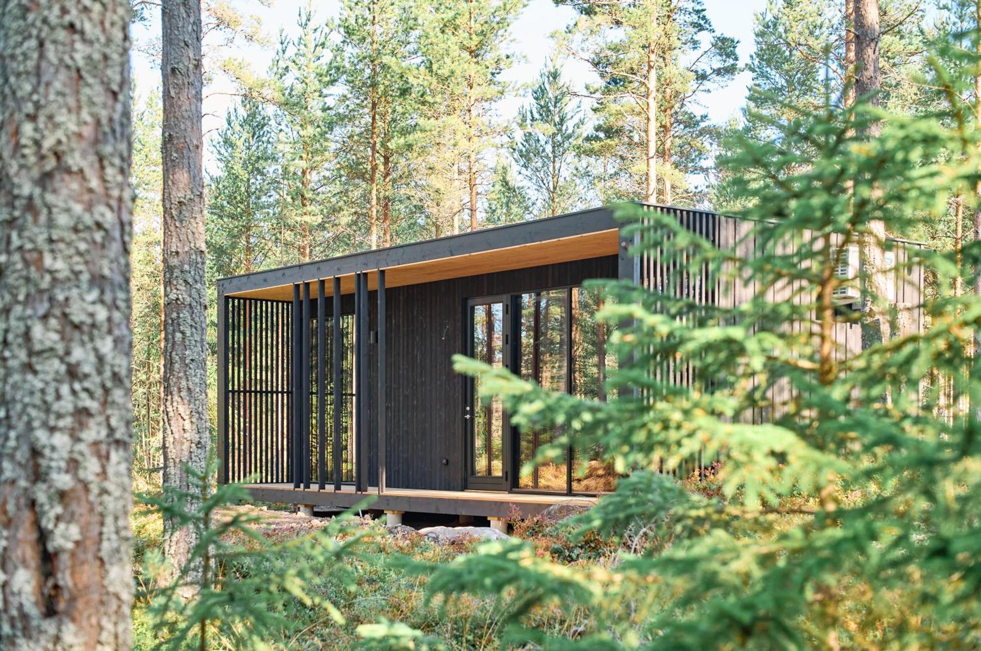 Coastal Forest In Sweden *